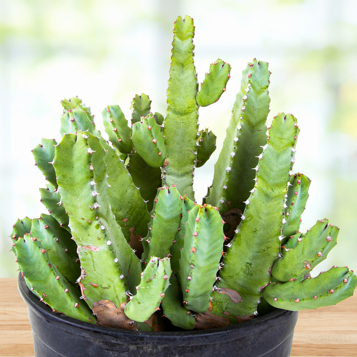 Potted Euphorbia resinefera, Moroccan Mound Cactus Succulent Plant on a wooden surface with a blurred background