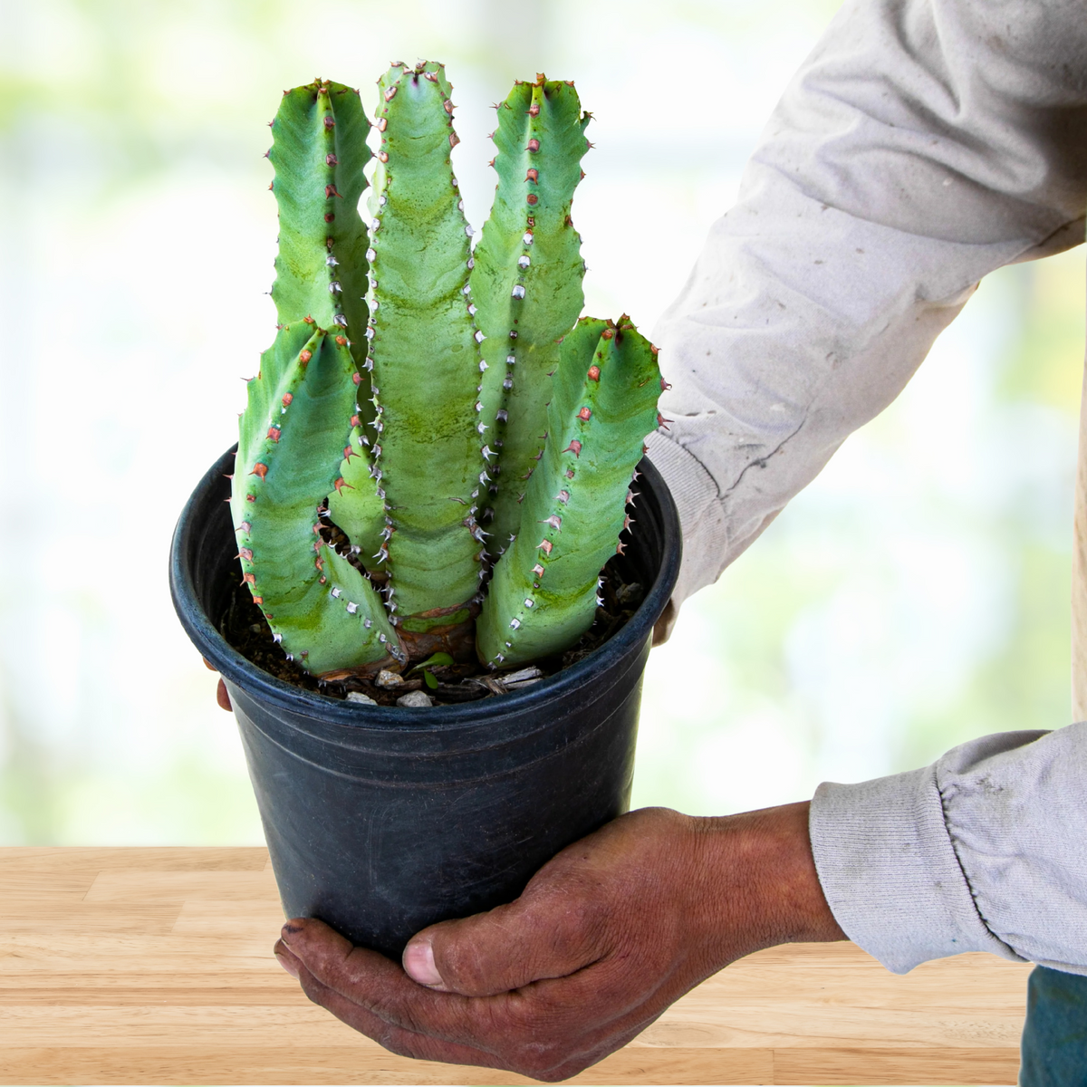 Person holding a potted Euphorbia resinefera, Moroccan Mound Cactus Succulent Plant on a wooden surface with a blurred background