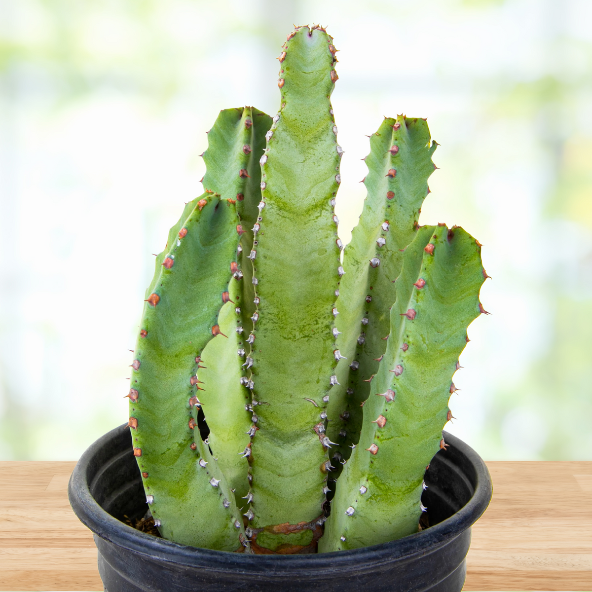 Potted Euphorbia resinefera, Moroccan Mound Cactus Succulent Plant on a wooden surface with a blurred background