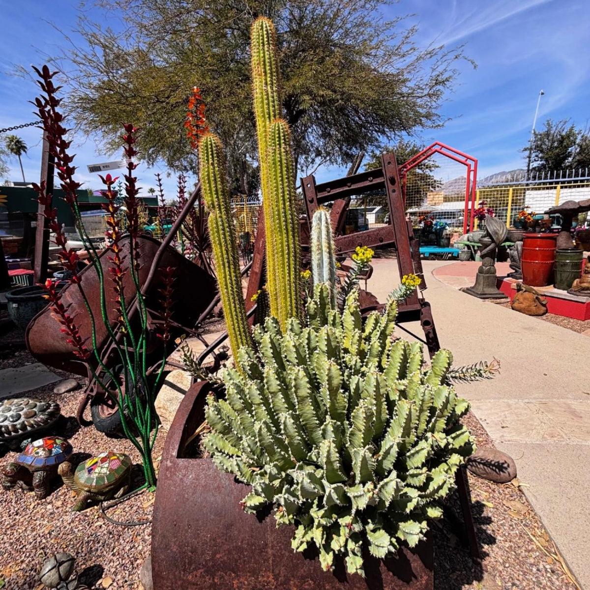 Euphorbia resinifera Moroccan Mound Cactus Succulent Plant in a copper decorative pot