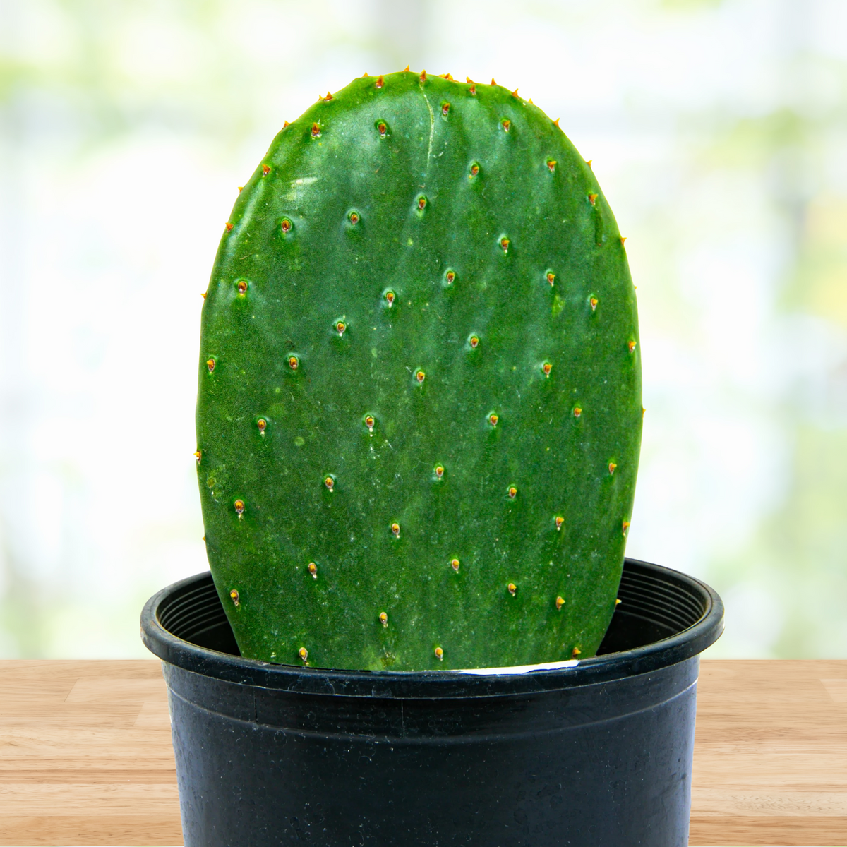 Potted Nopal Prickly Pear, Opuntia ficus-indica Cactus Plant on a wooden table with a blurred background