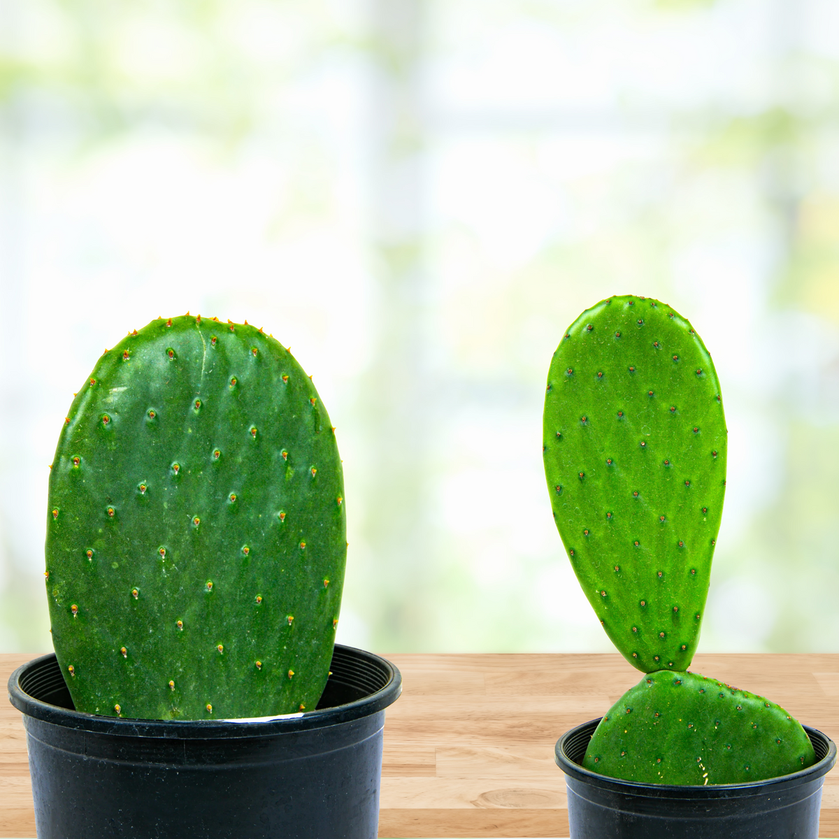 Two potted Nopal Prickly Pears, Opuntia ficus-indica Cactus Plant on a wooden table with a blurred background