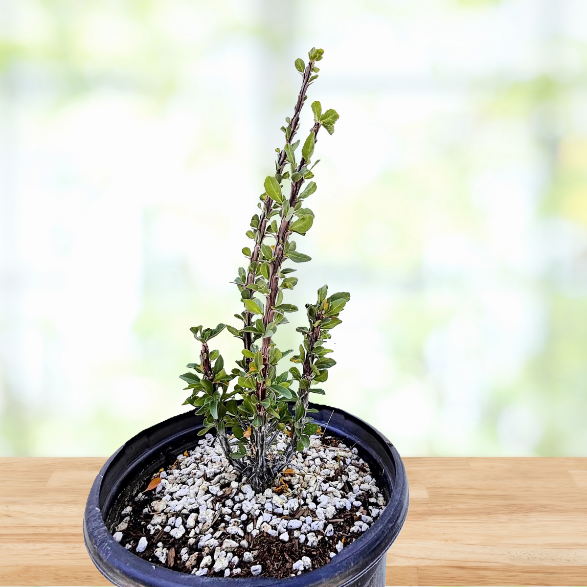 Ocotillo Cactus plant, Fouquieria splendens, in a cactus nursery pot on a wooden table