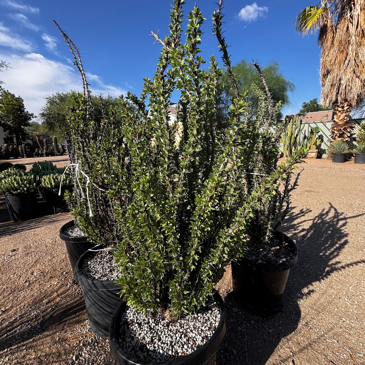 Ocotillo Cactus plant, Fouquieria splendens, in a cactus nursery pot at a cactus nursery