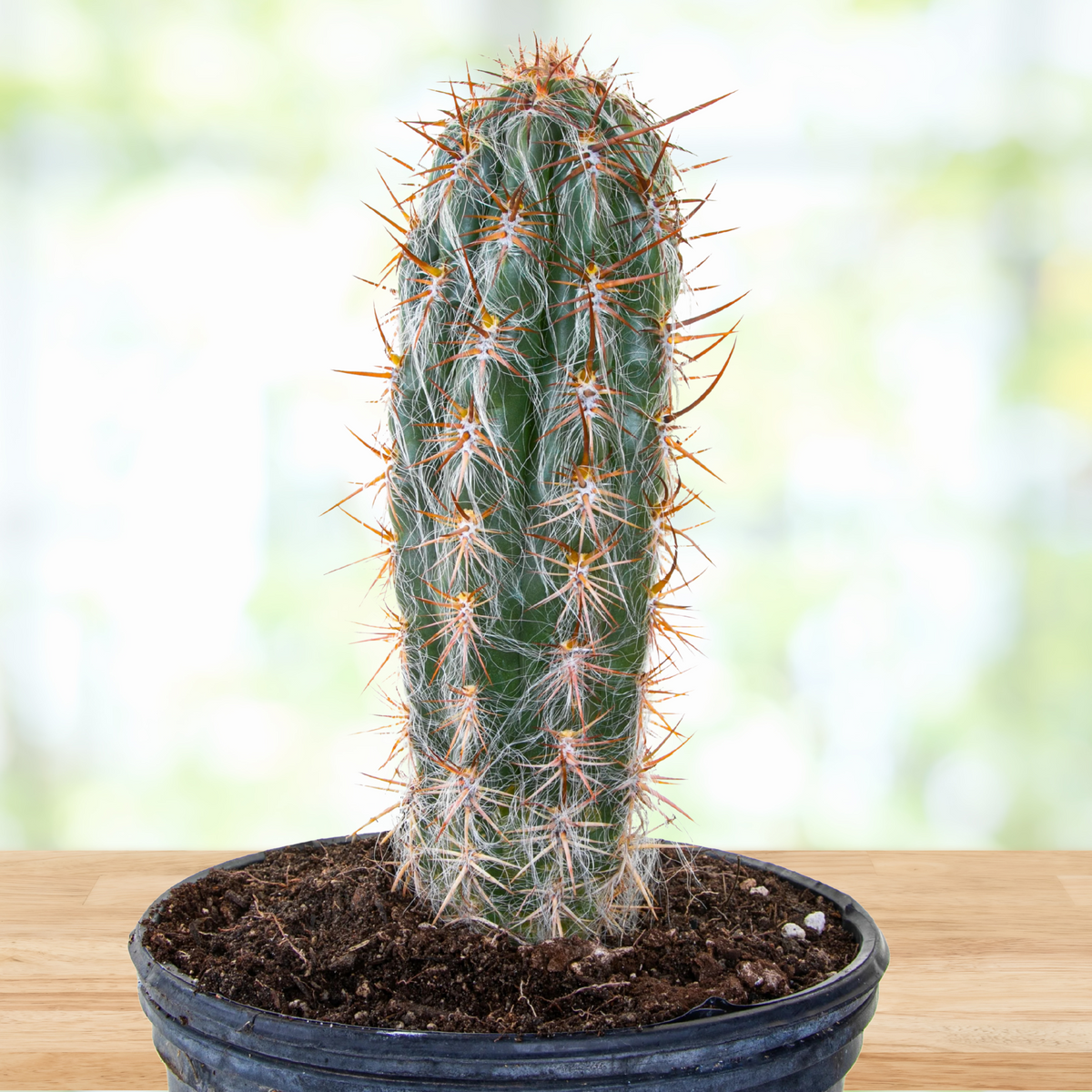Potted Old man of the Andes cactus, Oreocereus trolli, on a wooden surface with a blurred background