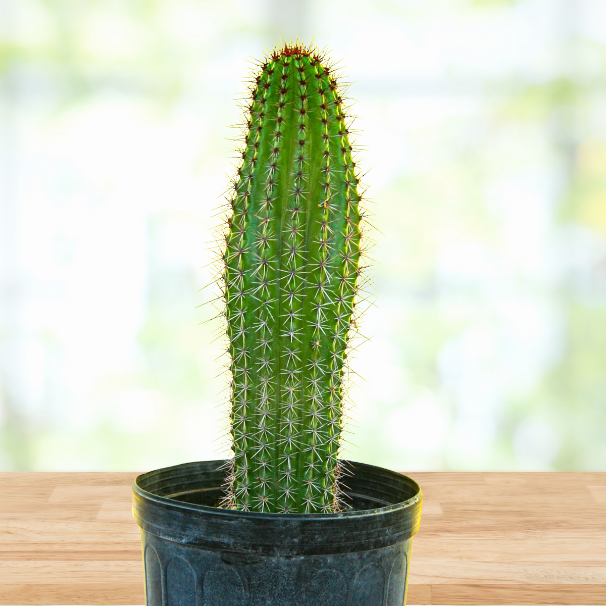 Tall Organ pipe cactus, Stenocereus thurberi in a pot on a wooden surface with a blurred natural background