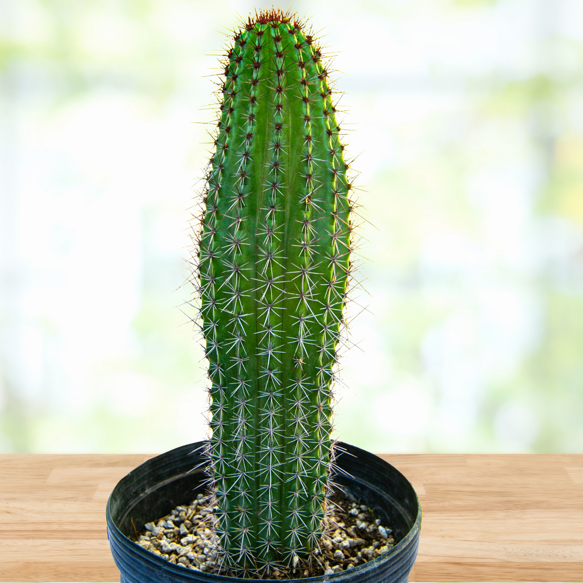 Tall Organ pipe cactus, Stenocereus thurberi in a pot on a wooden surface with a blurred natural background