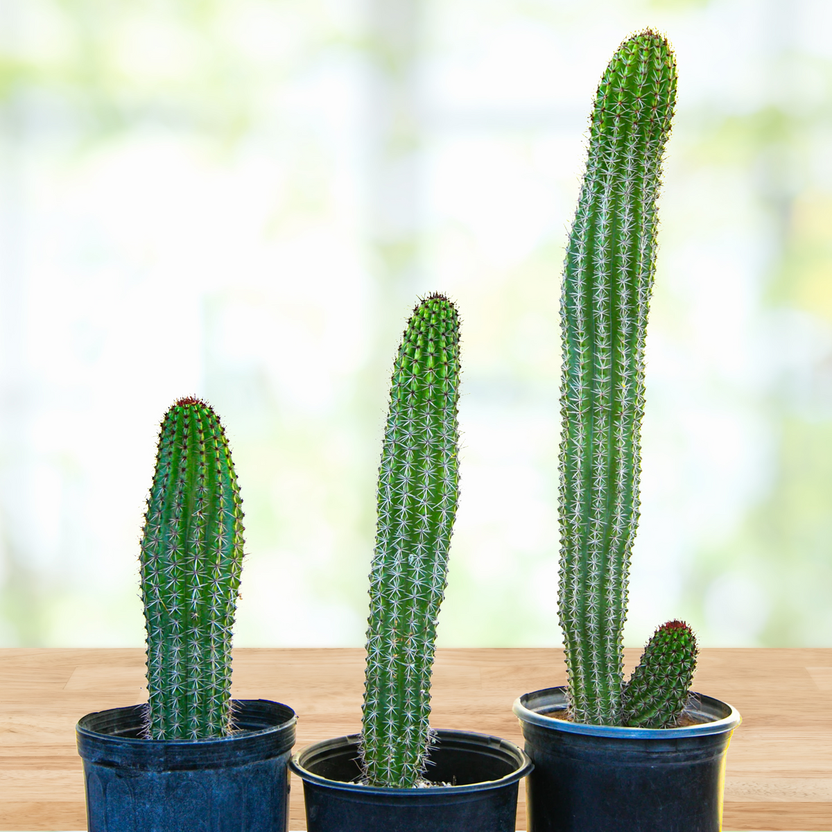 Three Tall Organ pipe cactus, Stenocereus thurberi in a pot on a wooden surface with a blurred natural background