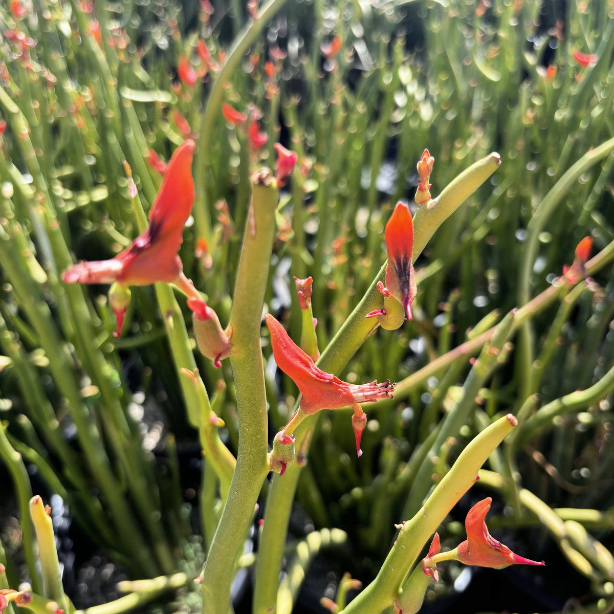 Pedilanthus Macrocarpus