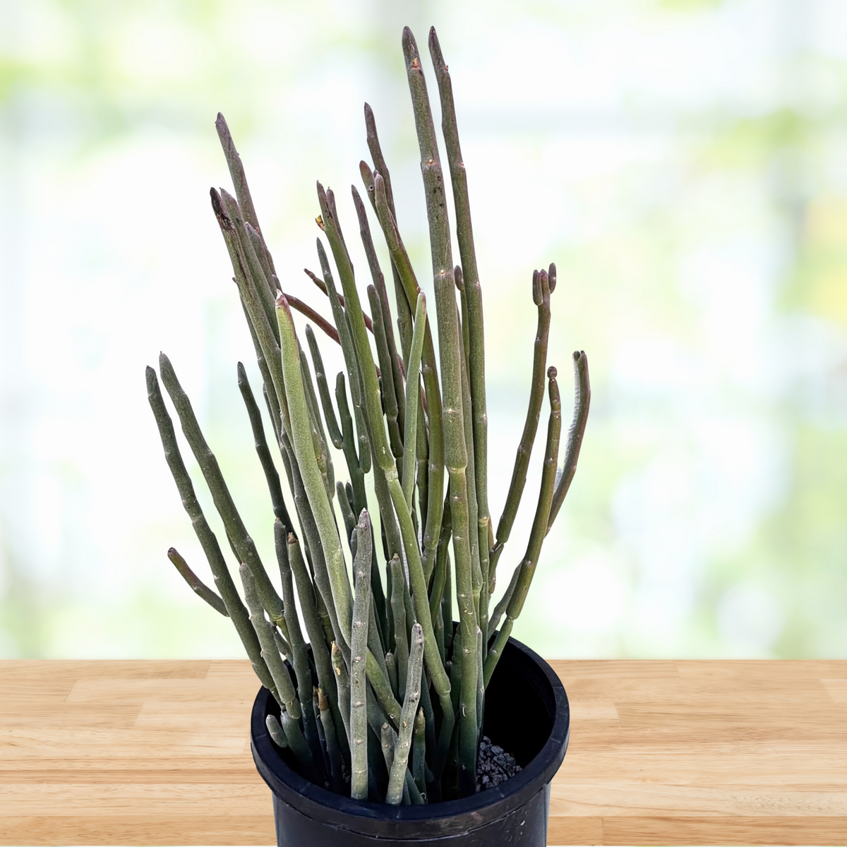 Potted Pedilanthus macrocarpus, lady slipper succulent cactus plant on a wooden surface with a blurred natural background