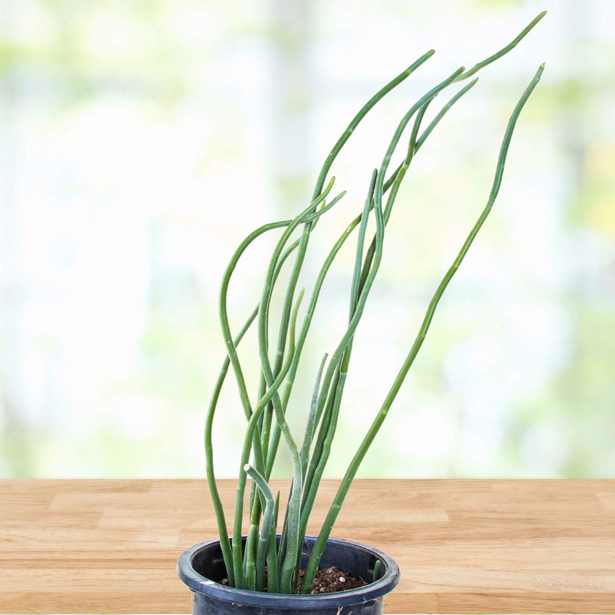 Potted Pedilanthus macrocarpus, lady slipper succulent cactus plant on a wooden surface with a blurred natural background