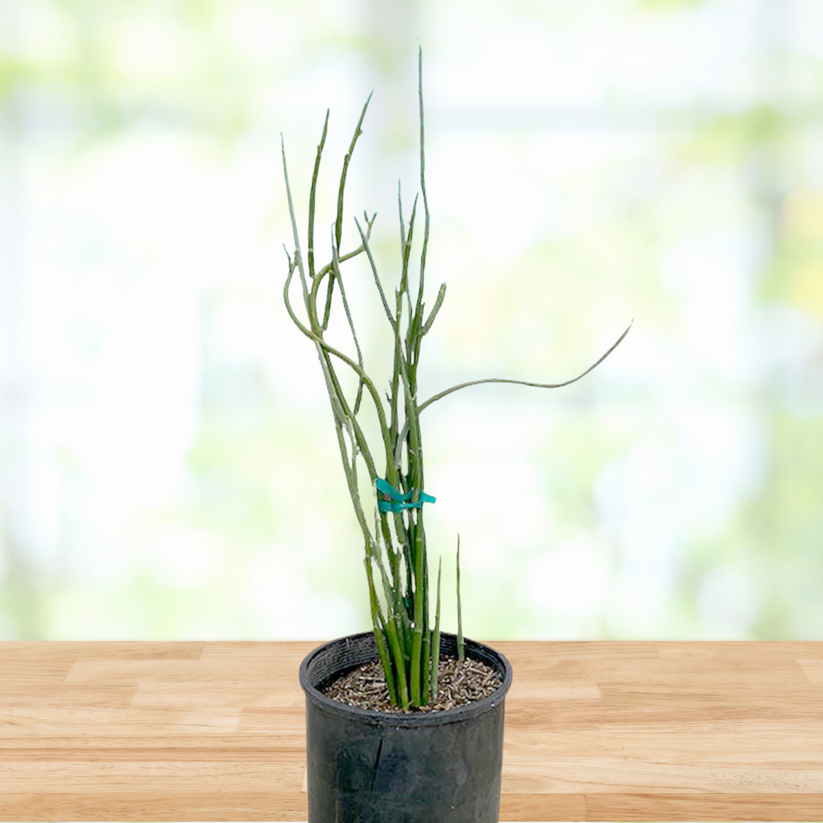 Potted Pedilanthus macrocarpus, lady slipper succulent cactus plant on a wooden surface with a blurred natural background