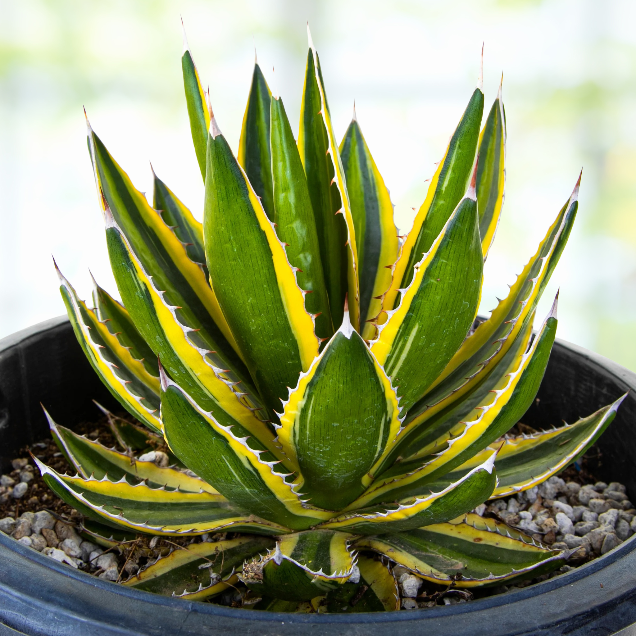 Potted variegated century plant, Agave lophantha quadricolor with green and yellow leaves in a pot