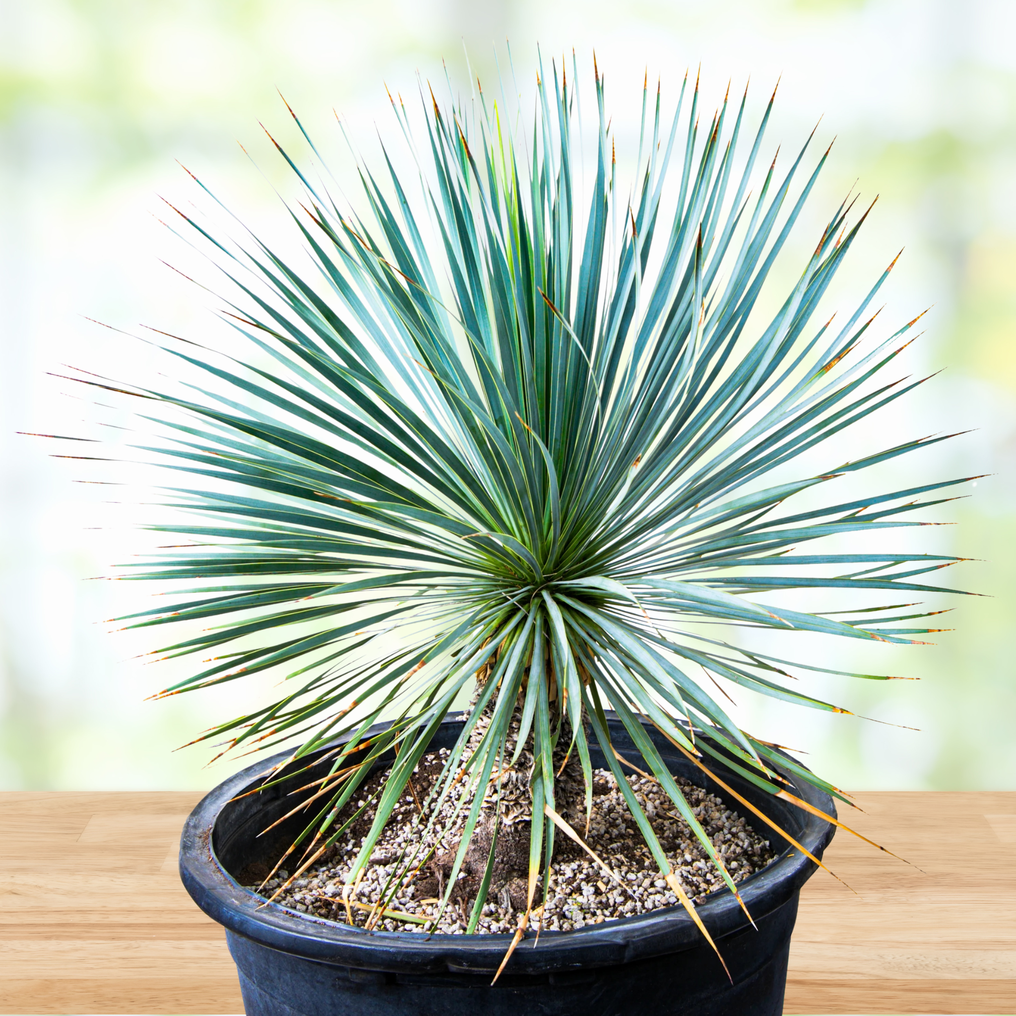 Yucca rostrata, beaked yucca, in a pot on a wooden surface