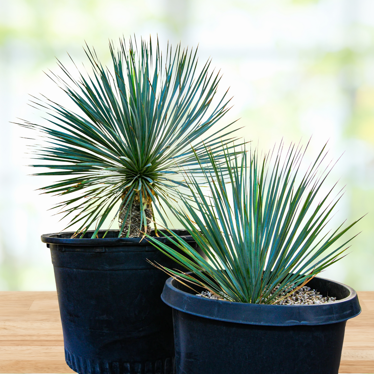 Two Yucca rostrata plants, beaked yucca, in pots on a wooden surface