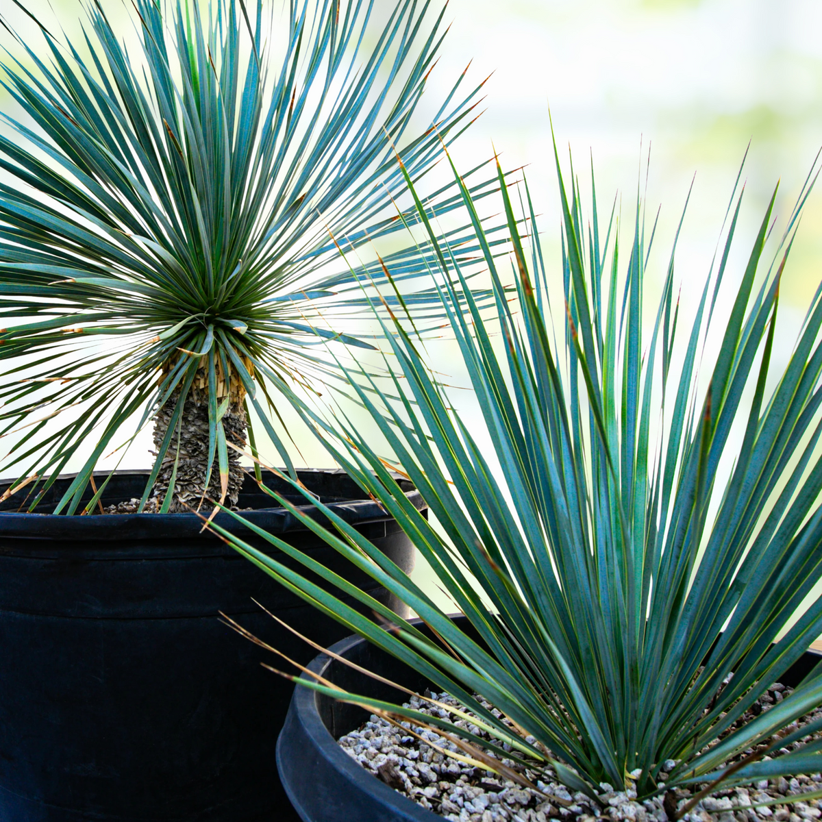 Two Yucca rostrata plants, beaked yucca, in a pot on a wooden surface