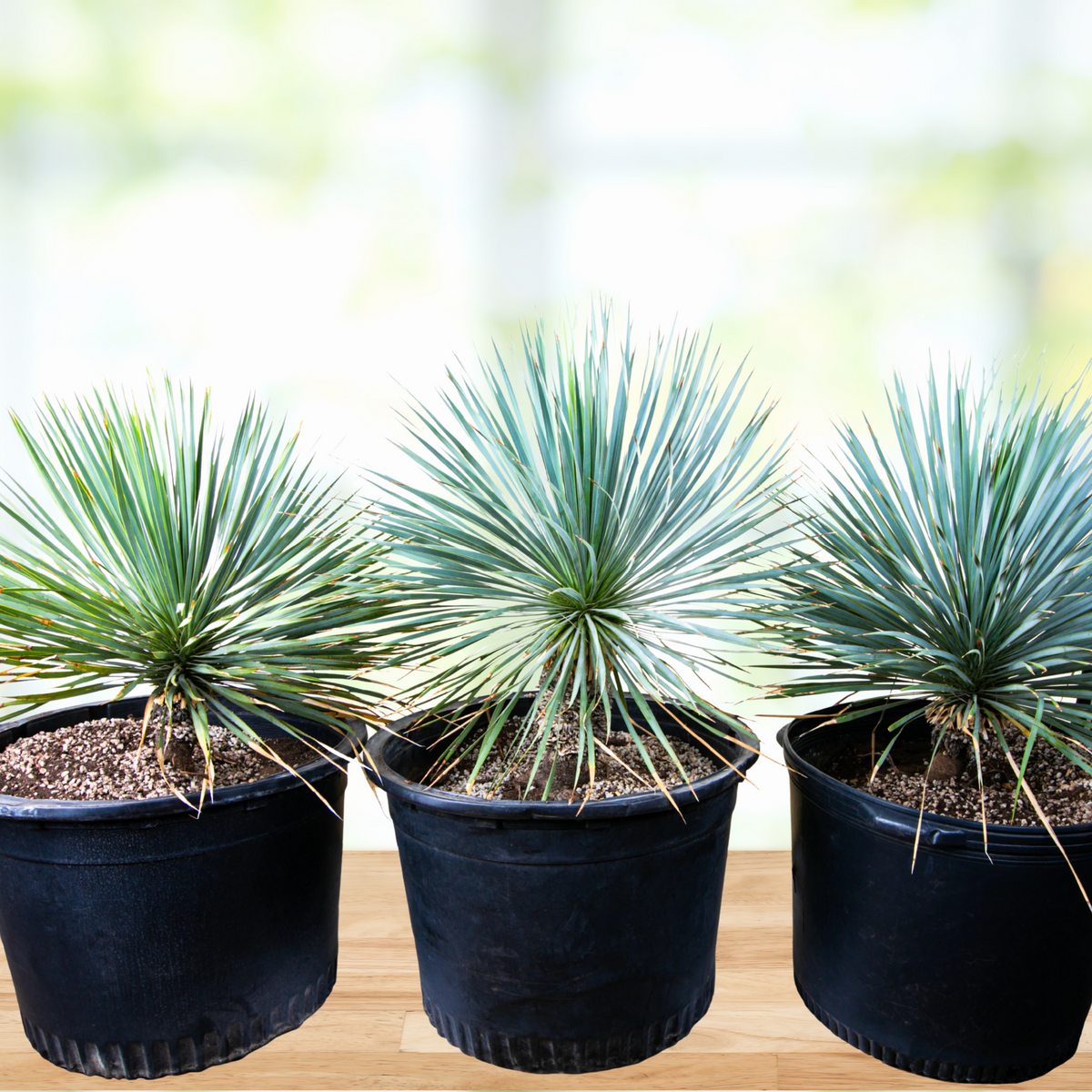 Three Yucca rostrata plants, beaked yucca, in a pot on a wooden surface