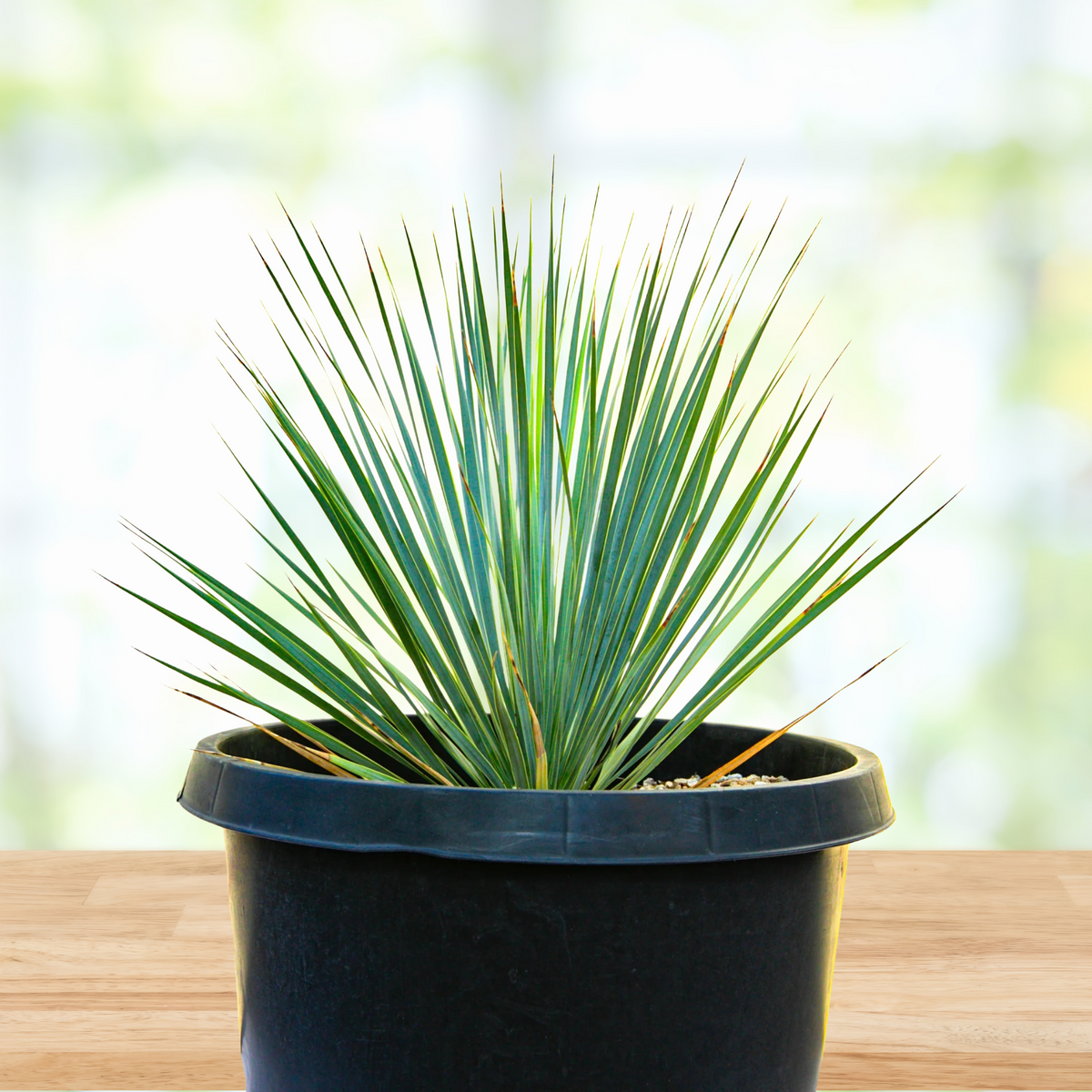 Yucca rostrata, beaked yucca, in a pot on a wooden surface