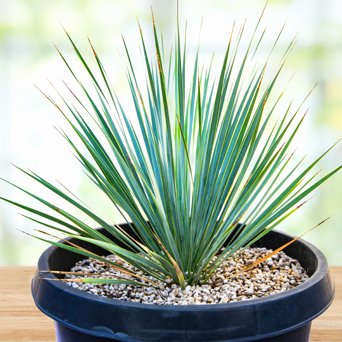 Yucca rostrata, beaked yucca, in a pot on a wooden surface