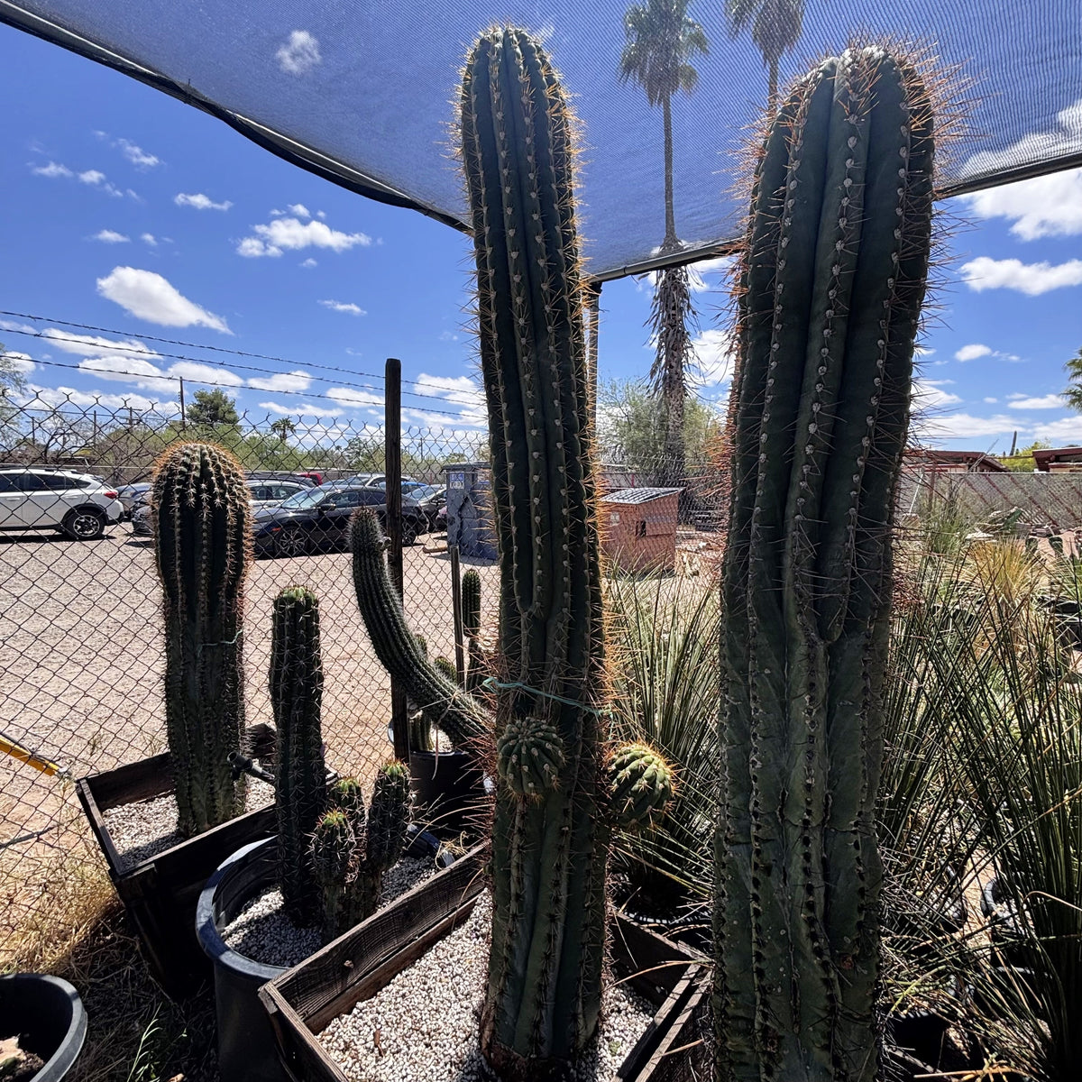 South American Saguaro
