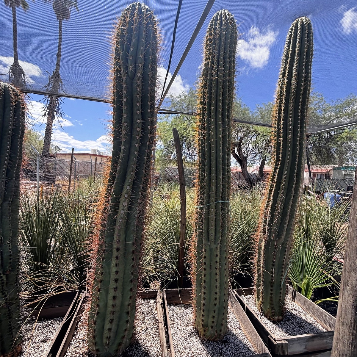 Argentine Saguaro Echinopsis terschekki