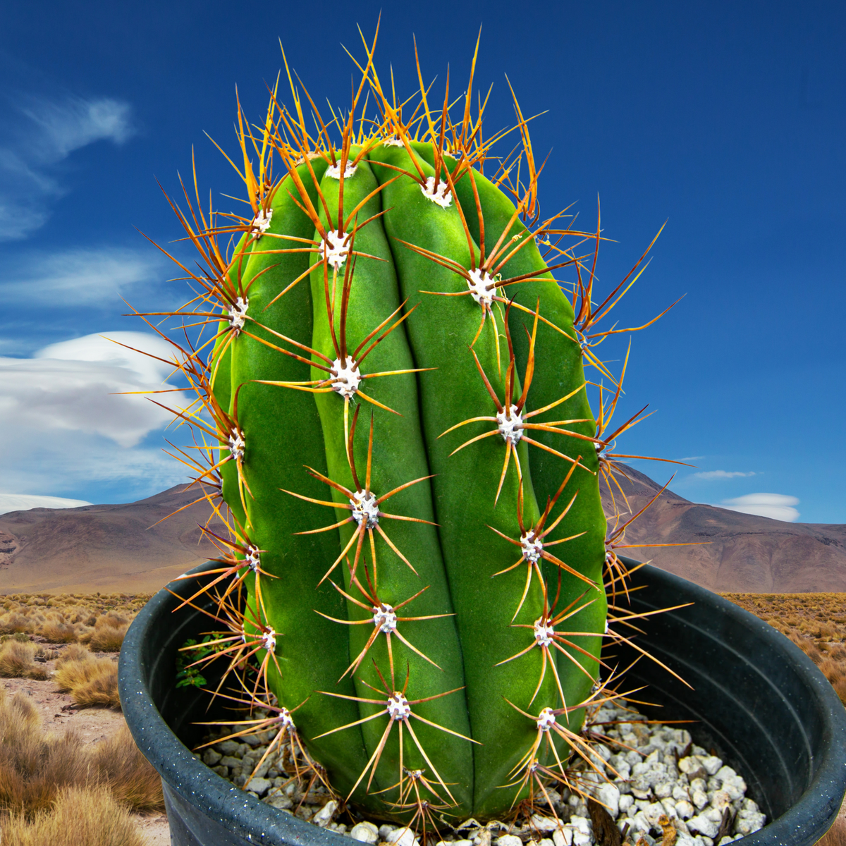 Argentine saguaro, Trichocereus tershekki, in a pot with a desert landscape in the background