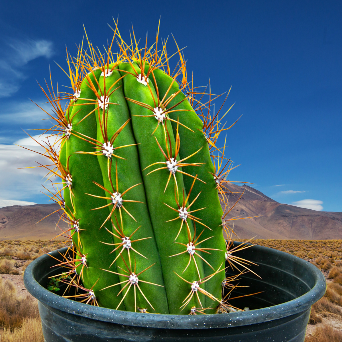Argentine saguaro, Trichocereus tershekki, in a pot with a desert landscape in the background