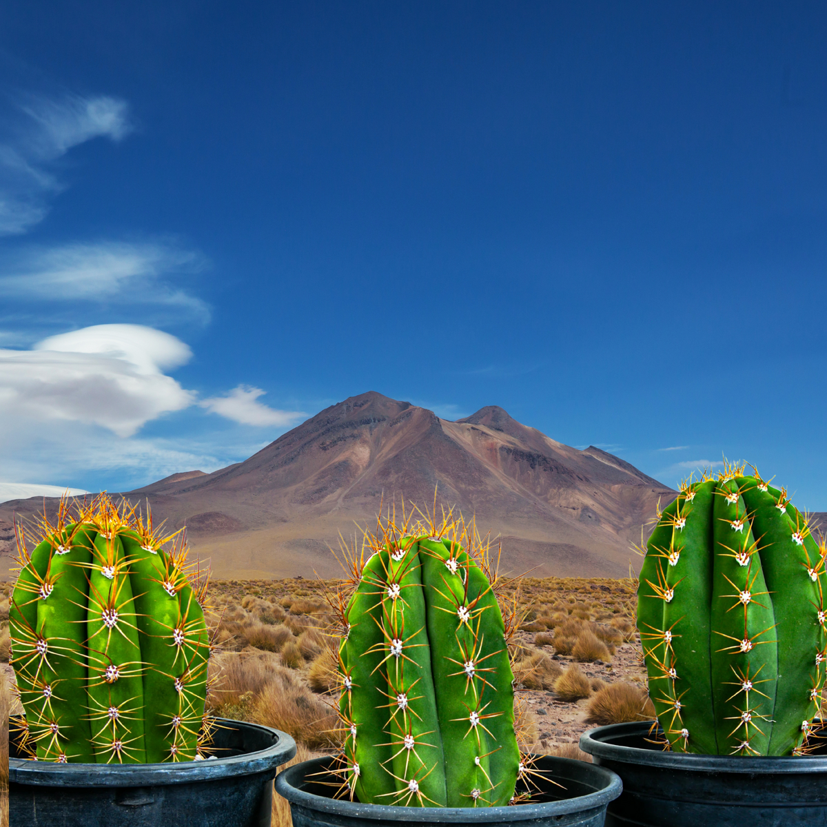 Three Argentine saguaros, Trichocereus tershekki, in a pot with a desert landscape in the background