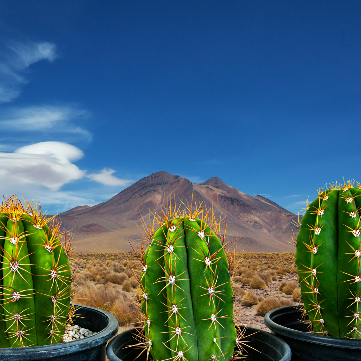 Three Argentine saguaros, Trichocereus tershekki, in a pot with a desert landscape in the background