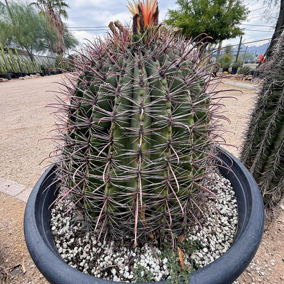 Southwest Barrel Cactus