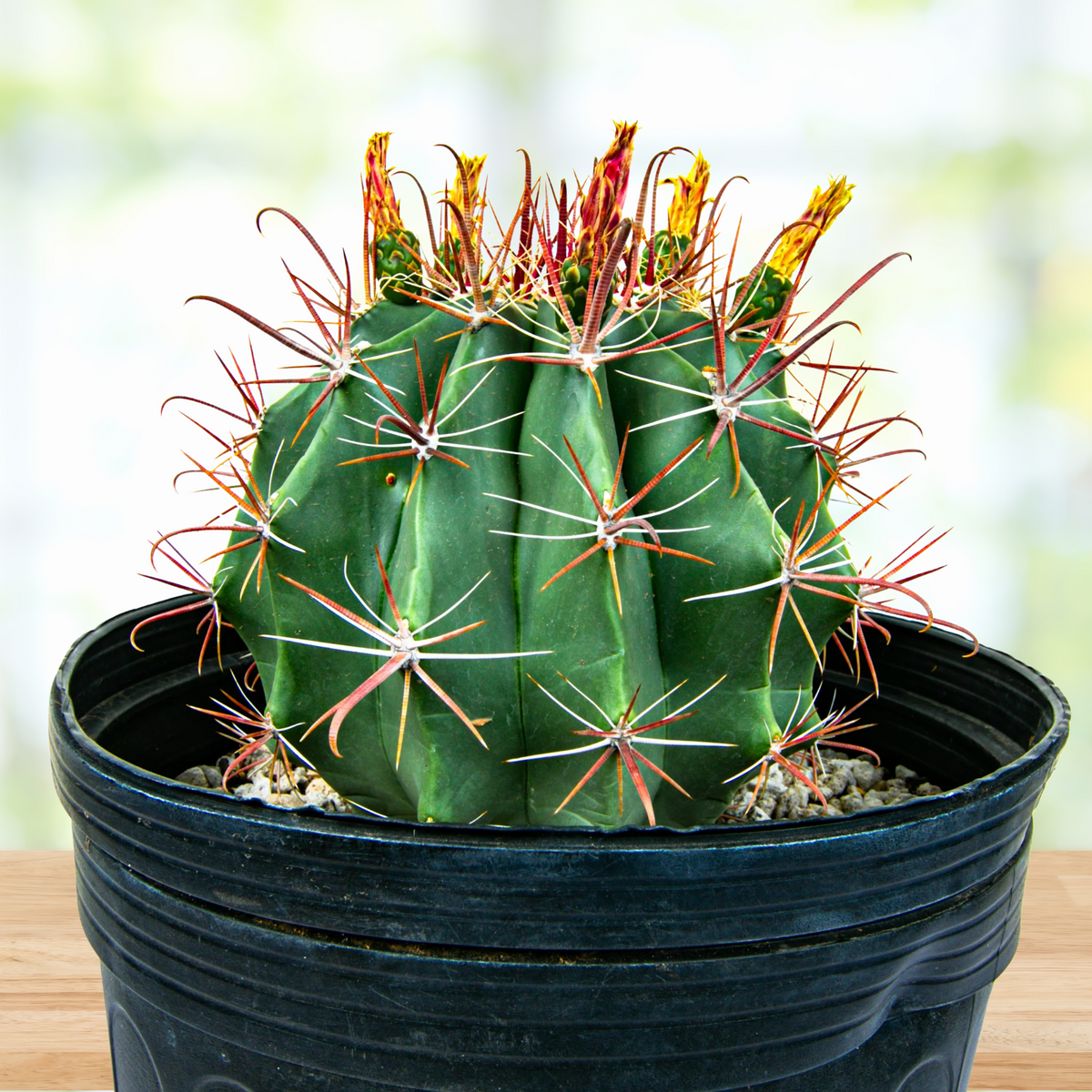 Southwest fish-hook Barrel Cactus Ferocactus wislizenii in a pot on a wooden table