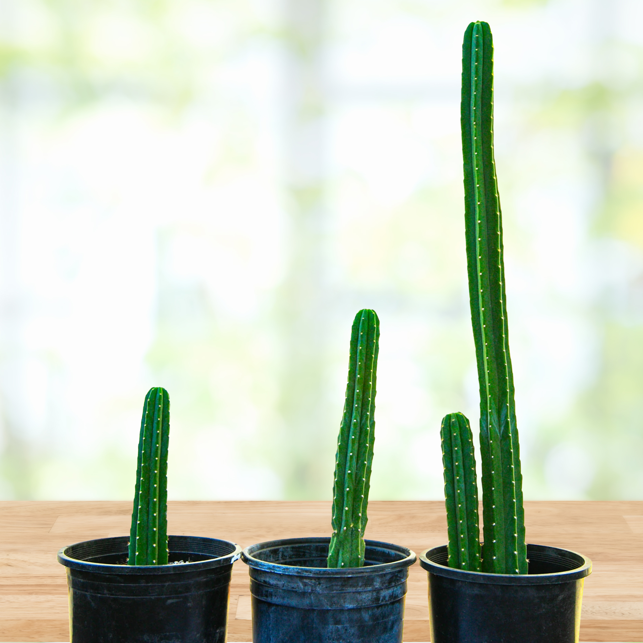 Three potted San Pedro cactus, Trichocereus pachanoii on a wooden surface with a blurred natural background