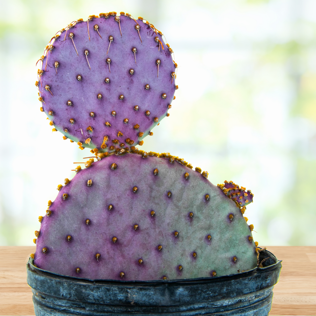 Purple prickly pear cactus, Opuntia Santa-rita with yellow spines on a table with blurred green background.