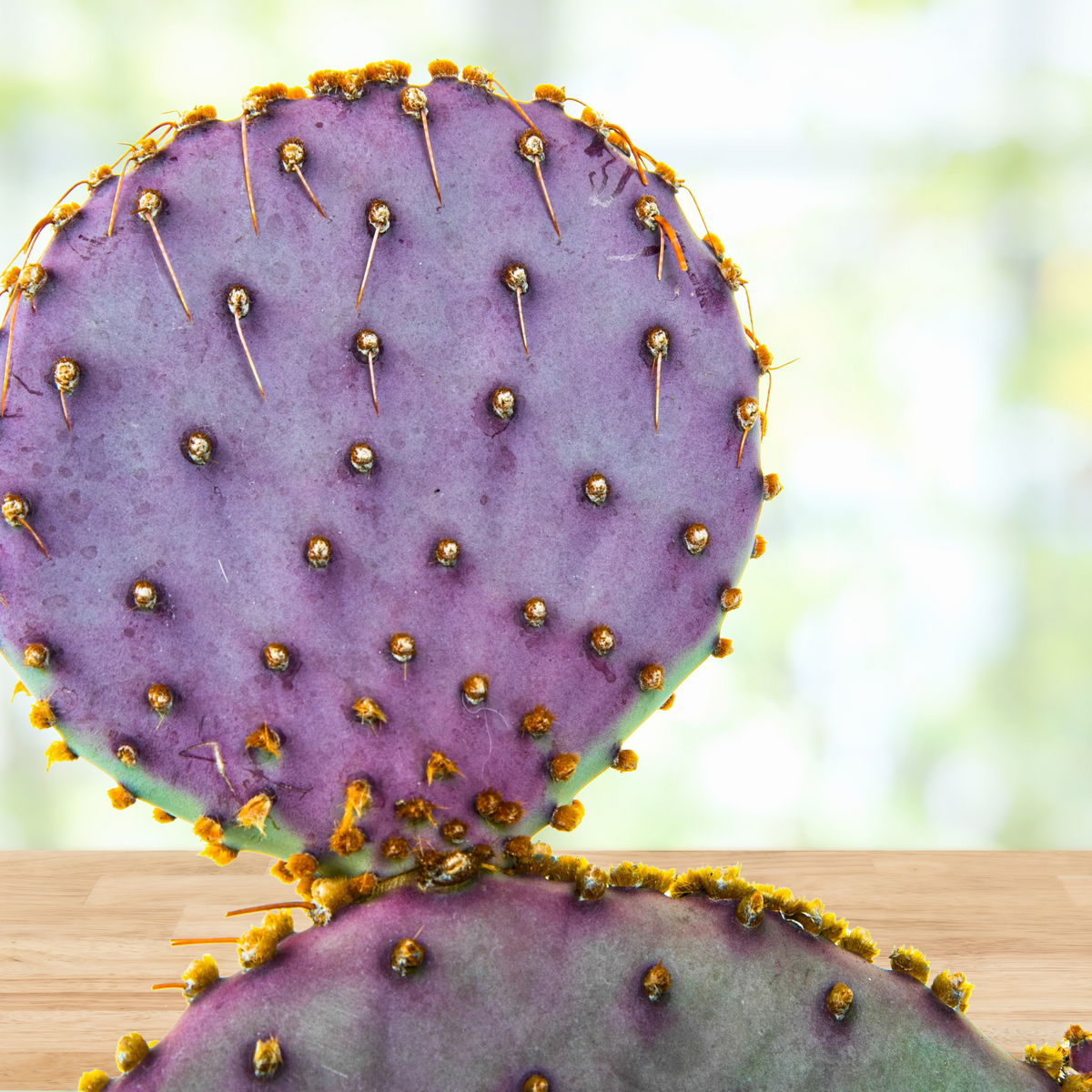 Close-up of a purple prickly pear cactus, Opuntia Santa-rita with yellow spines on a blurred green background.