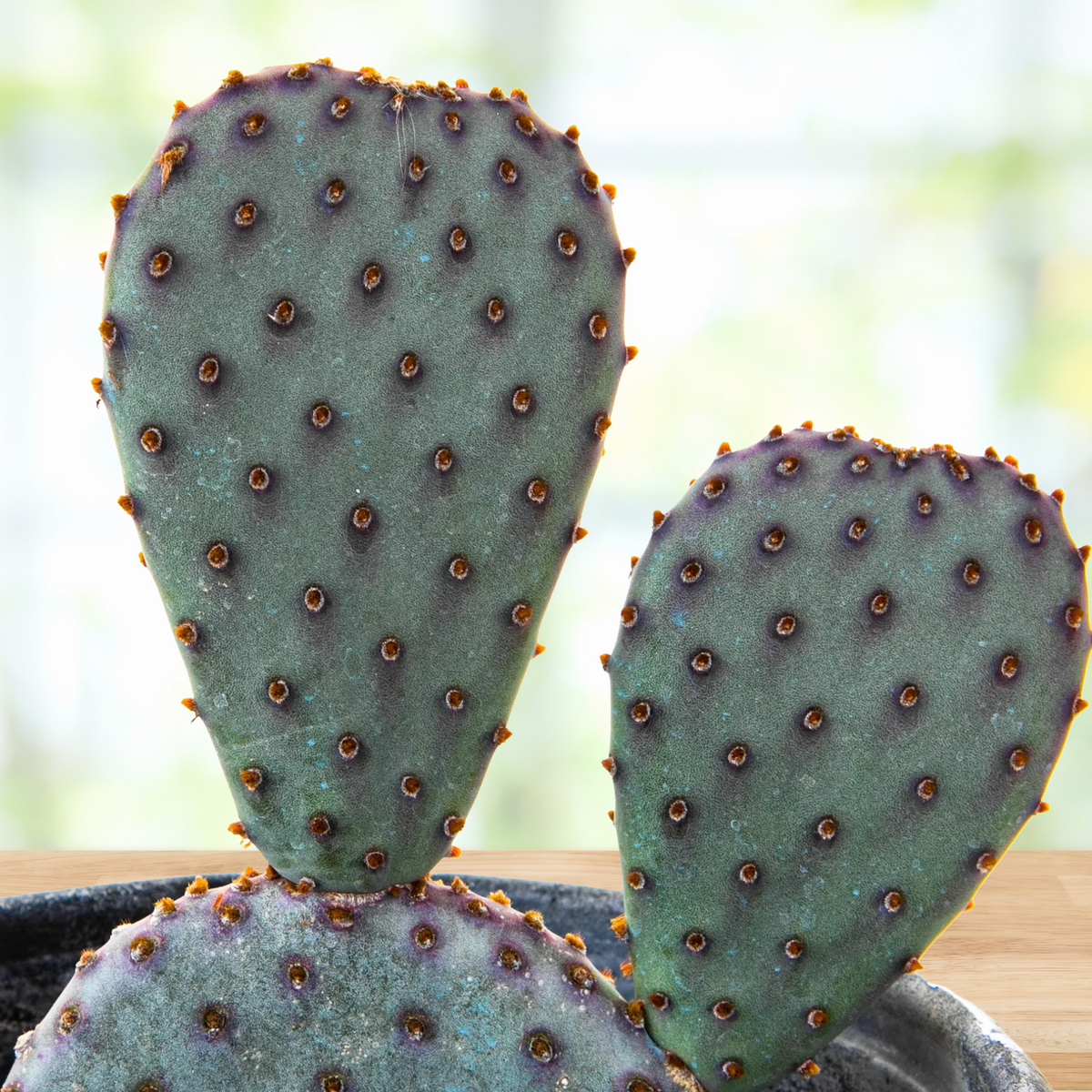 Santa Rita x Beavertail Hybrid Prickly Pear in a one-gallon nursery pot on a wooden table.