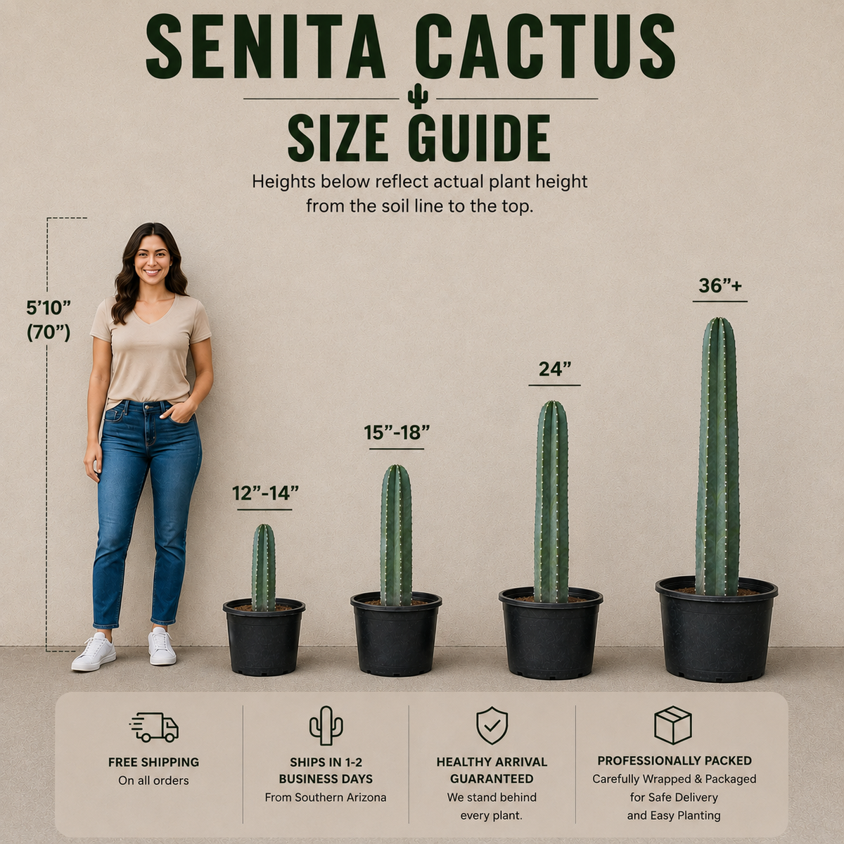 Senita Cactus