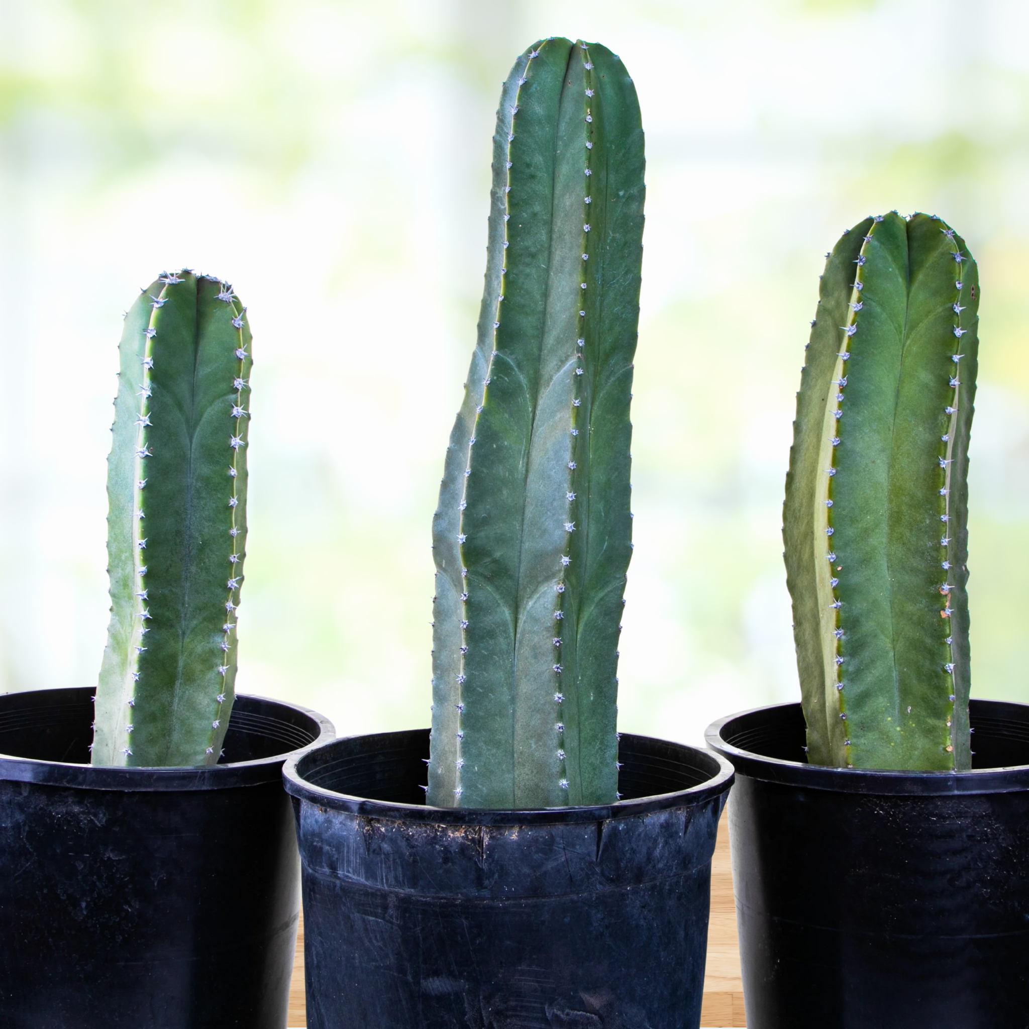 Three Senita cactus, Lophocereus schotti in black pots on a table with a blurred background