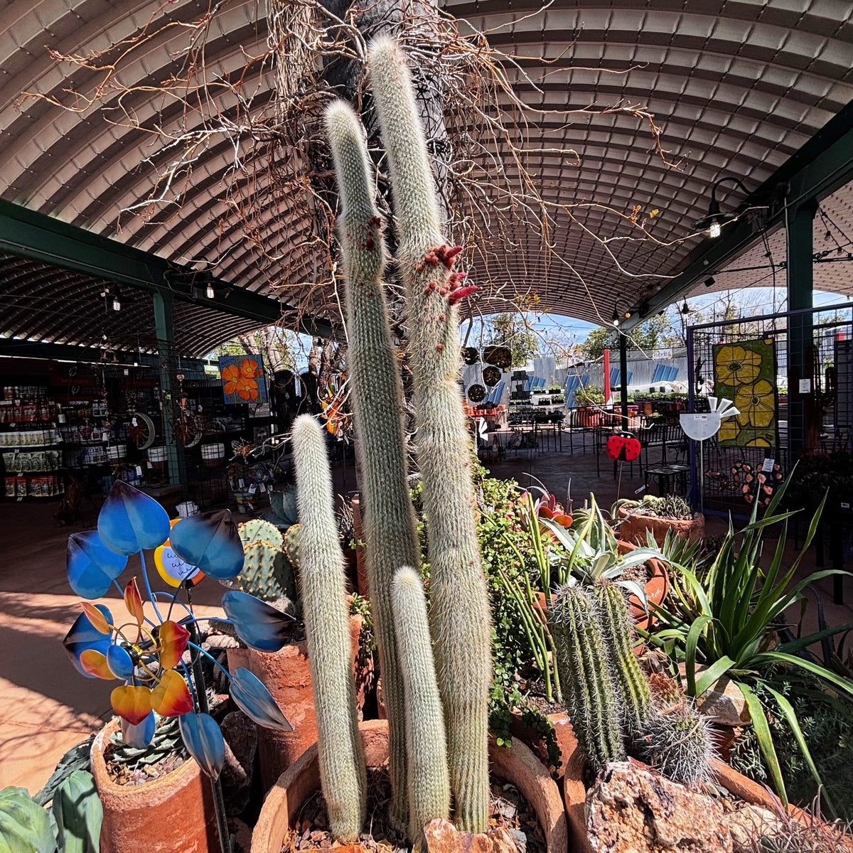 Potted Silver Torch cactus, cleistocactus straussi in a cactus nursery