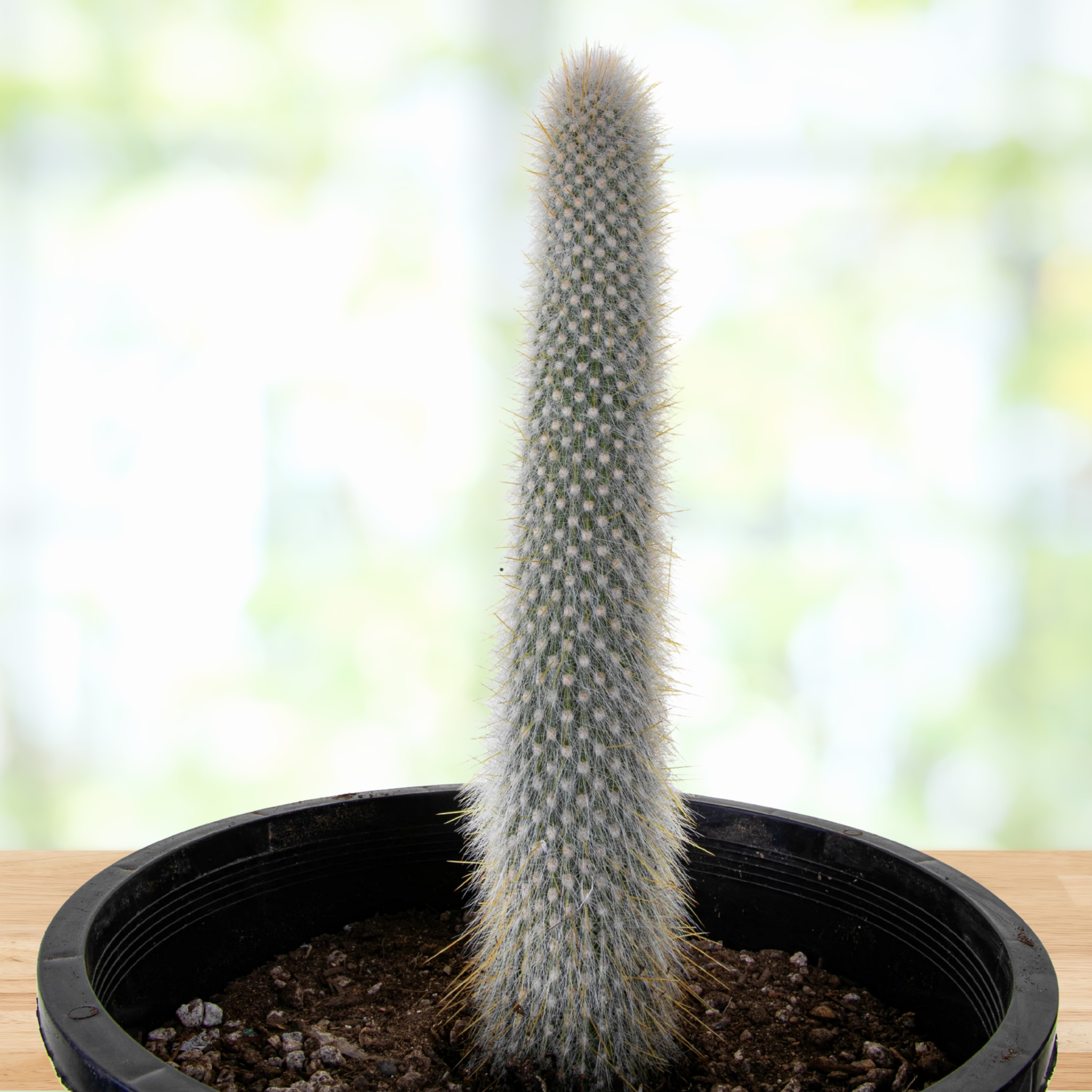 Potted Silver Torch cactus, cleistocactus straussi with a blurred natural background