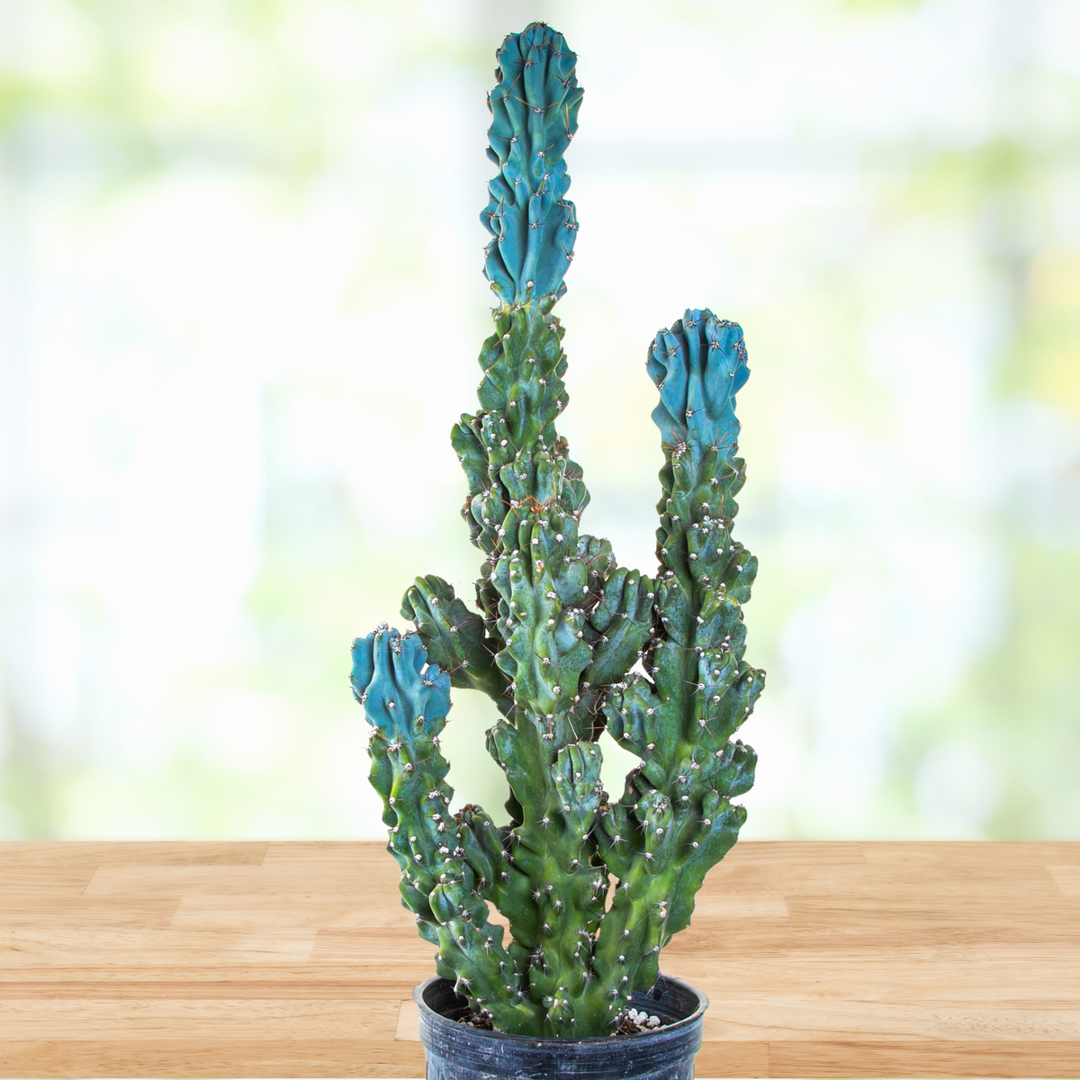 Blue Curiosity cactus, Cereus peruvianus monstrose in nursery pots on a wooden table