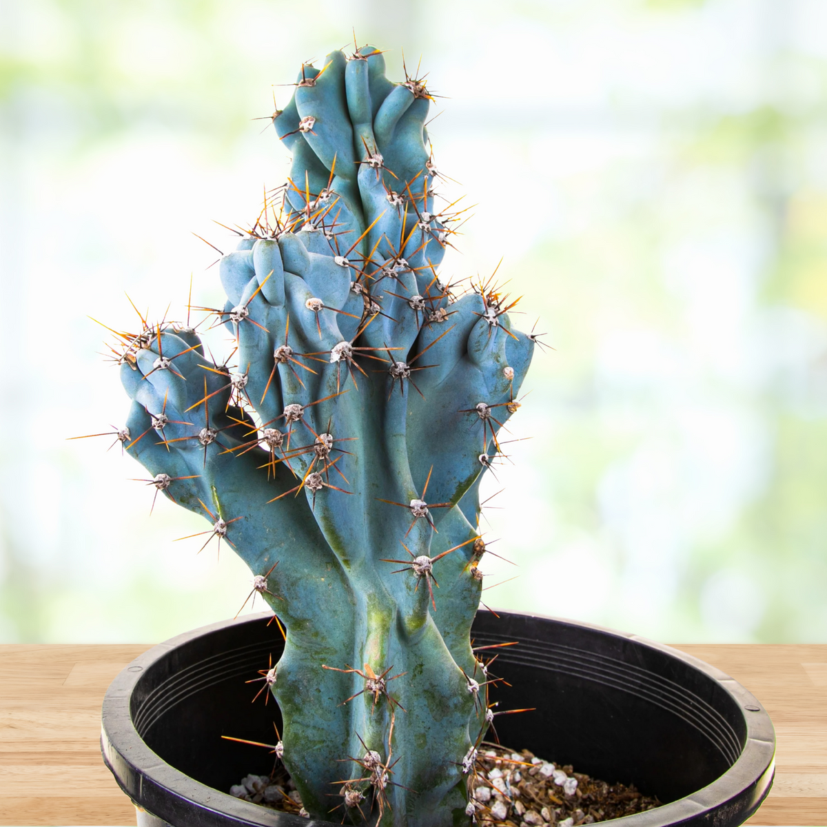 Blue Curiosity cactus, Cereus peruvianus monstrose in nursery pots on a wooden table