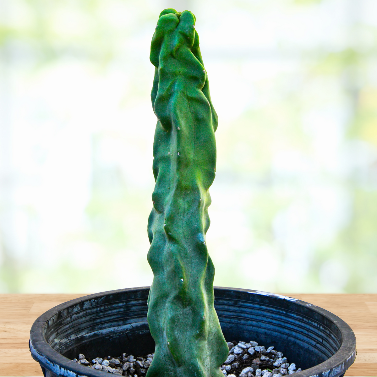 Potted Totem pole minor cactus, skinnny Lophocereus schotti mostrosus on a wooden surface with a blurred natural background