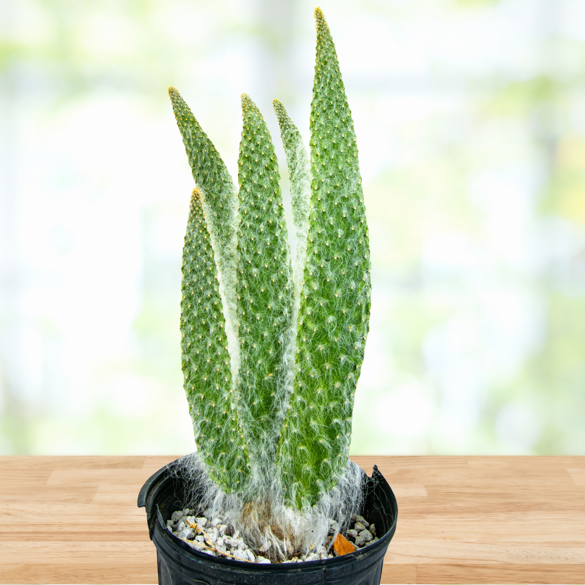 Potted Snow White Prickly Pear with rounded green pads and dense white glochids on a wooden table.