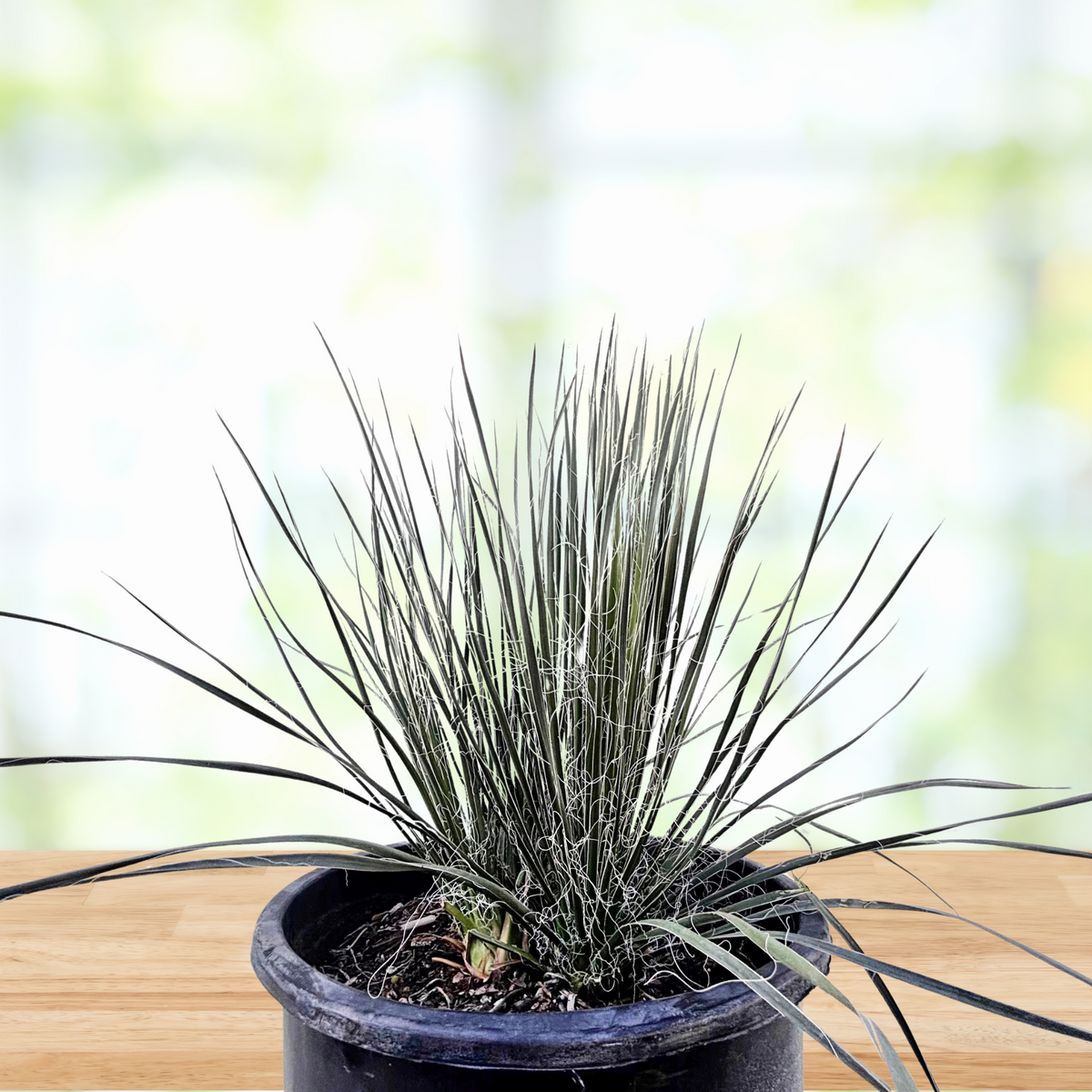 Soap tree yucca, yucca elata on a wooden table in a cactus nursery pot