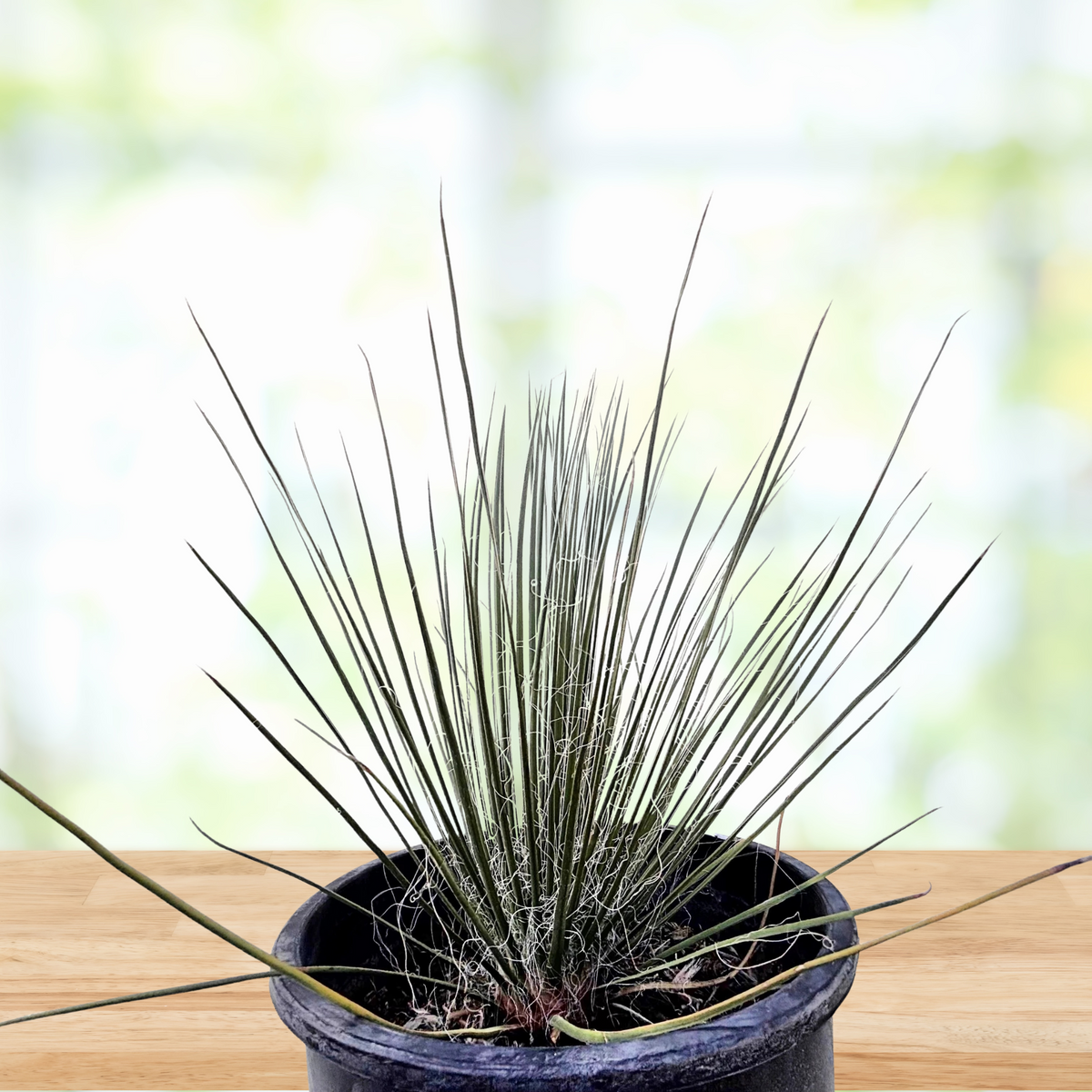Soap tree yucca, yucca elata on a wooden table in a cactus nursery pot