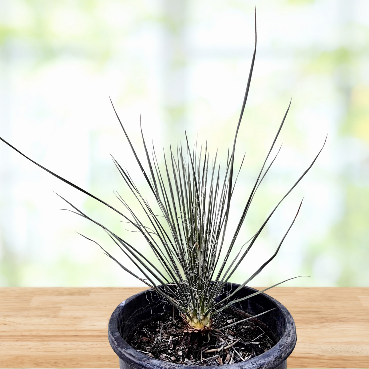 Soap tree yucca, yucca elata on a wooden table in a cactus nursery pot