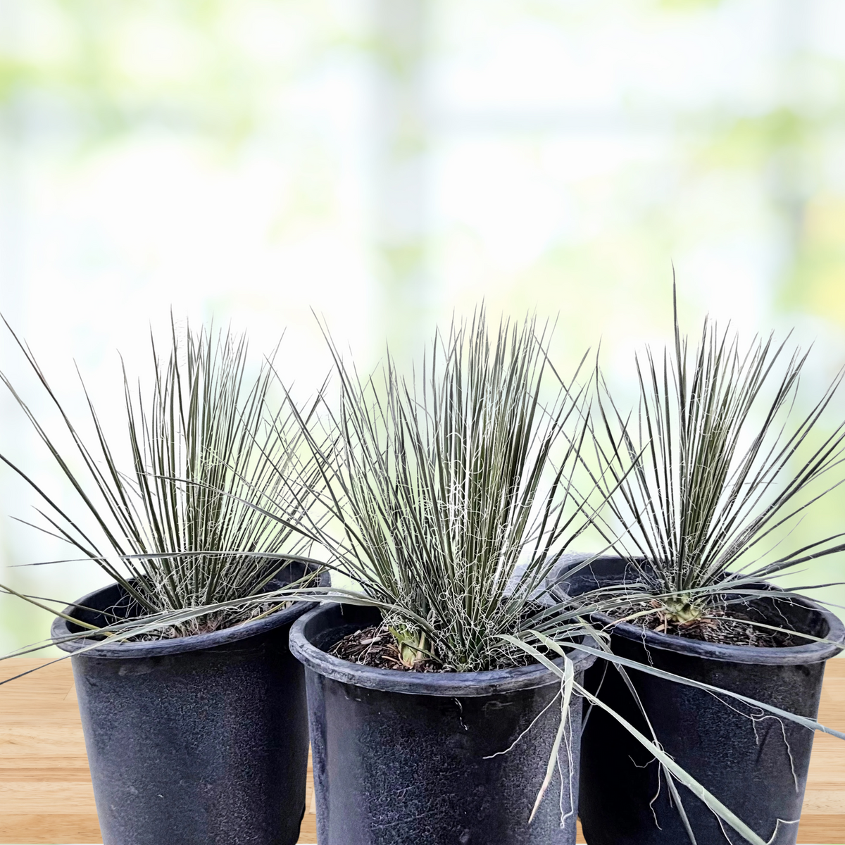 Three Soap Tree Yuccas in cactus nursery pots, Yucca elata on a wooden table