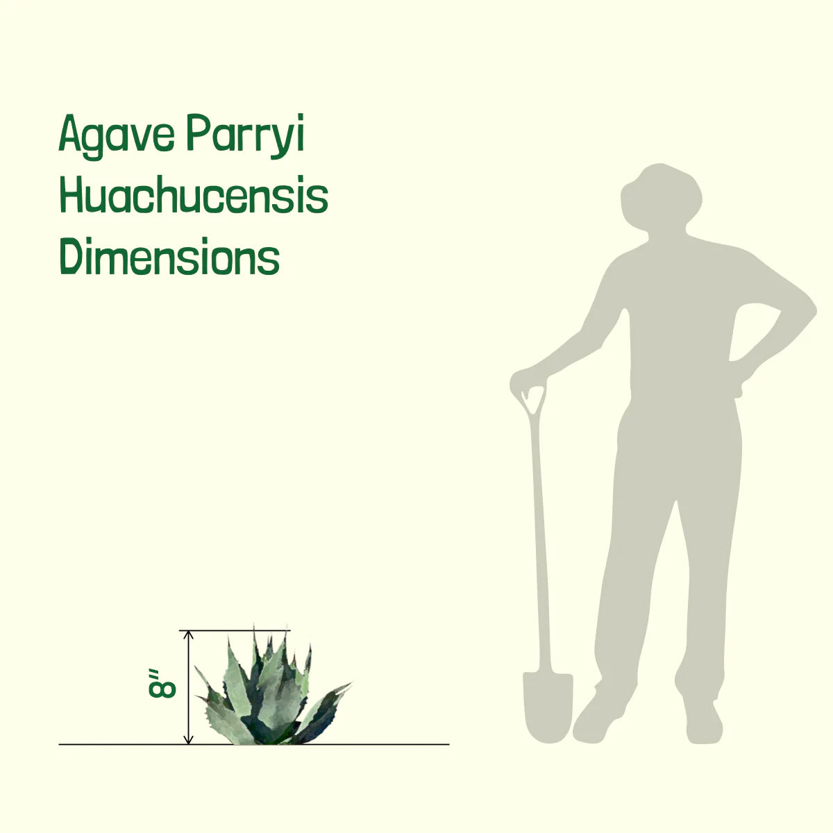 Dimensions of our Agave Parryi Huachucensis Artichoke Agave Century Plant Succulent For Sale in a 5gal Cactus Nursery Container