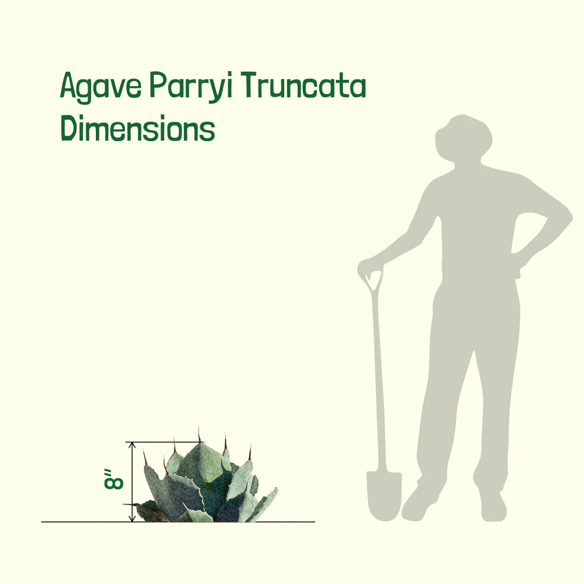 Dimensions of our Agave Parryi Truncata Artichoke Agave Century Plant Succulent For Sale in a 5gal Cactus Nursery Container