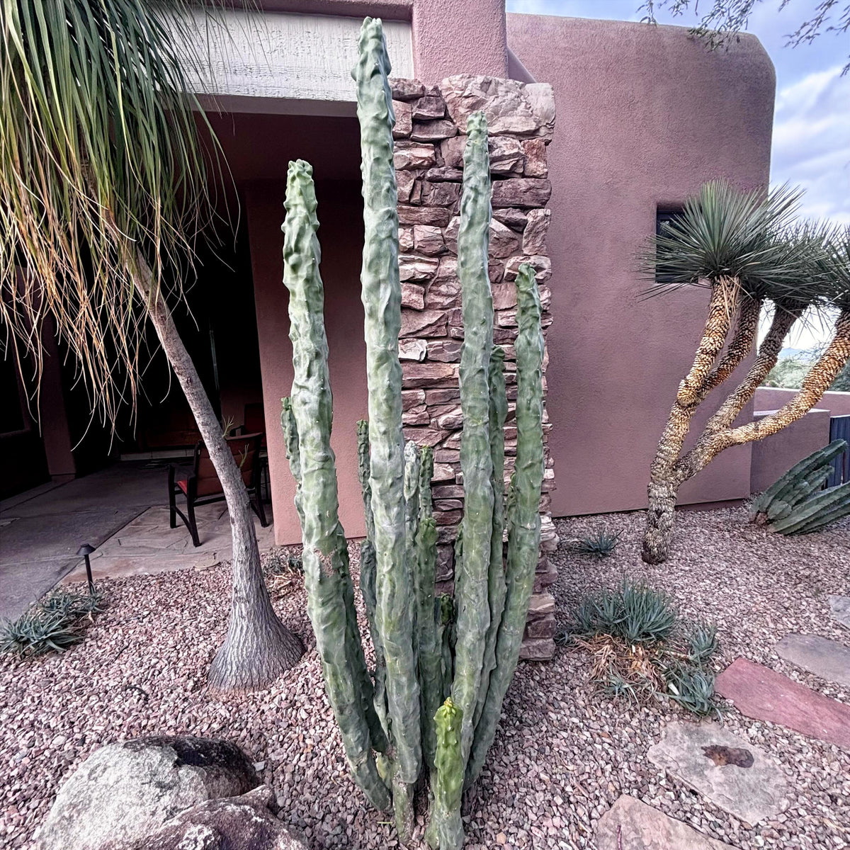 Totem pole minor in a cactus garden